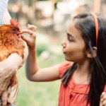 Du vinaigre pour vos poules : pourquoi est-ce indispensable pour leur bien-être ?