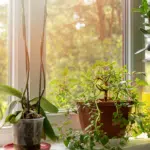 les-meilleures-plantes-dinterieur-pour-une-salle-de-bain-apaisante-et-purifiante-guide-pratique-et-conseils-dentretien