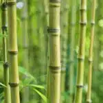 les-bienfaits-du-bambou-une-plante-polyvalente-pour-votre-jardin