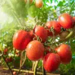 comment-prendre-soin-des-plants-de-tomate-pour-une-recolte-abondante