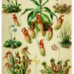 dessiner-une-plante-carnivore-les-secrets-pour-reussir-un-magnifique-portrait-botanique