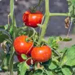 comment-cultiver-et-entretenir-vos-plants-de-tomates-pour-obtenir-une-recolte-abondante