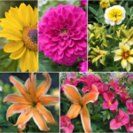 découvrez les meilleures astuces pour planter ces 7 fleurs d'été dans votre jardin et profiter d'un jardin fleuri tout l'été !