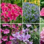 découvrez 9 fleurs incroyables pour transformer votre jardin en un paradis fleuri toute l'année. laissez-vous inspirer par notre sélection de fleurs.