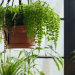 Les Plantes Suspendues pour Intérieur : Un Choix Élégant et Pratique sdxl-1a3a4d50378bb31e1c8931514c45a12d