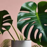 Deux grandes feuilles de Monstera deliciosa découpées et perforées, dans un pot blanc, devant un mur rose.