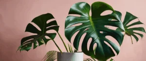 Plante Monstera Géante