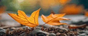 Plante aux feuilles qui tombent : causes et solutions