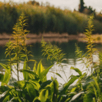 Plantes de berges de rivières sdxl-e101f115f2af097f2503c6f5b7a312df