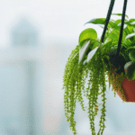 Plante suspendue sans terre : Tillandsia, entretien et variétés sdxl-e247572ae28148f5a92ab88d9c730113