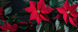 Les secrets de la pérennité du poinsettia : comprendre ses défis de conservation