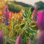 Secrets botaniques et usages des plantes aromatiques méditerranéennes sdxl-475912e96caa21f6f3e070534790f986