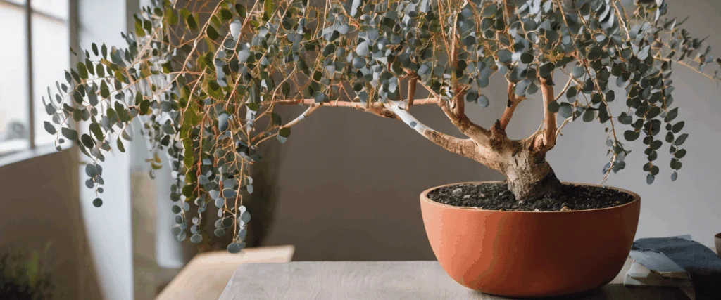Planter et cultiver l’eucalyptus gunnii : secrets d’un arbre d’exception