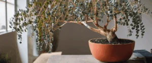 Planter et cultiver l’eucalyptus gunnii : secrets d’un arbre d’exception