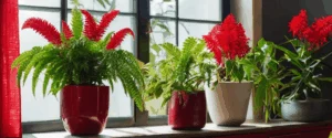 Plantes d&rsquo;intérieur rouges : les choisir et les entretenir