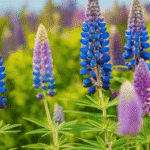 Graines de lupin : semis, récolte et précautions sdxl-8dff06934de65588e2fd8437c3a005fb
