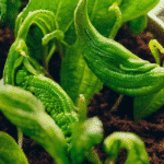 Plante parasite de 3 lettres : tout savoir sur le gui, ce végétal fascinant Illustration générée par intelligence artificielle : de jeunes plants aux feuilles charnues dans un pot de terreau. Cette image ne représente pas le gui, qui pousse sur les branches d’un arbre et n’a aucune racine dans le sol.