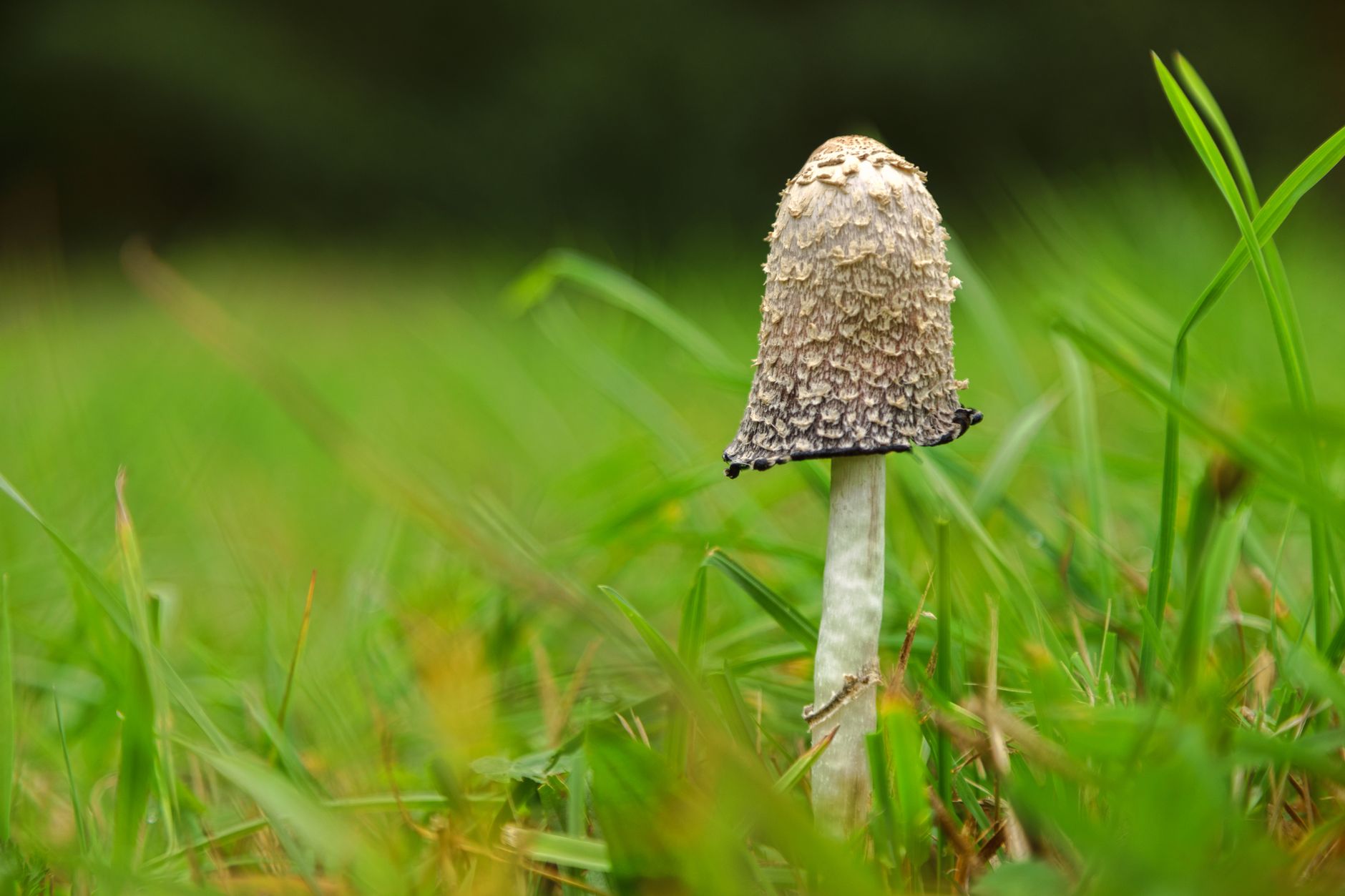 Carte IGN : à chaque département son champignon comestible le plus observé