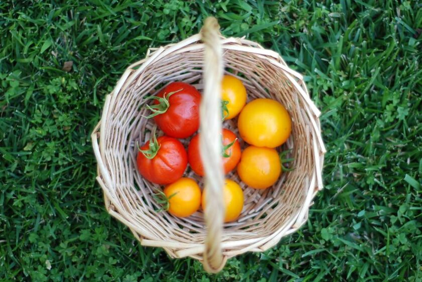 Naturen Performance Organics universel UAB, 700 g, 28 m² Fertiligène
