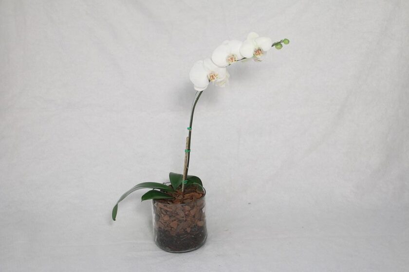 Bâtonnets nutritifs orchidées x10, 8 semaines Fertiligène